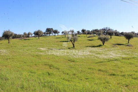 Terra a Redondo, Evora, Redondo - € 60.000 | Ref: 058527 - foto 10