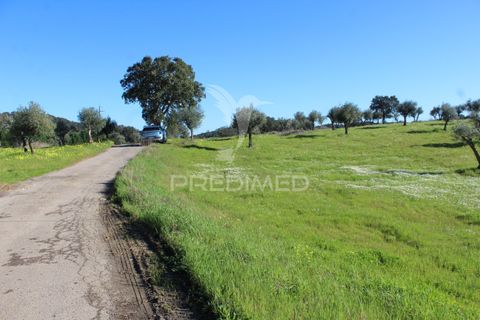 Terra a Redondo, Evora, Redondo - € 60.000 | Ref: 058527 - foto 11