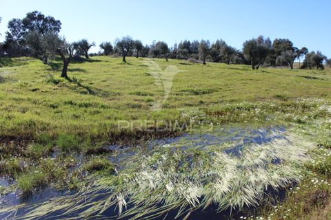 Terra a Redondo, Evora, Redondo - € 60.000 | Ref: 058527 - foto 18