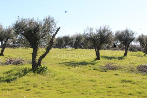 Terra a Redondo, Evora, Redondo - € 60.000 | Ref: 058527 - foto 24