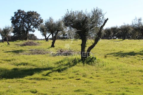 Terra a Redondo, Evora, Redondo - € 60.000 | Ref: 058527 - foto 25