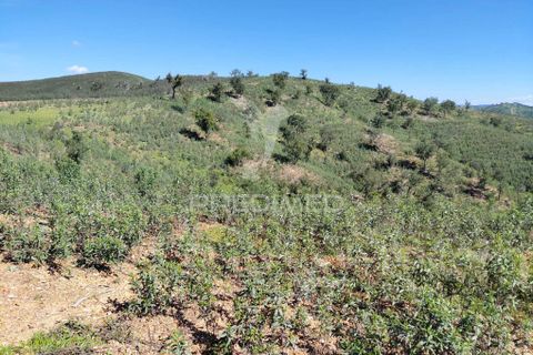 Farm hus i Odemira, Beja, Odemira - € 55.000 | Ref: 059047 - foto 5