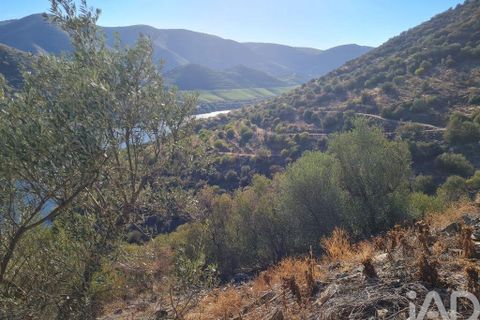 Terra a Torre de Moncorvo, Braganca, Torre de Moncorvo - € 560.000 | Ref: 858547 - foto 4