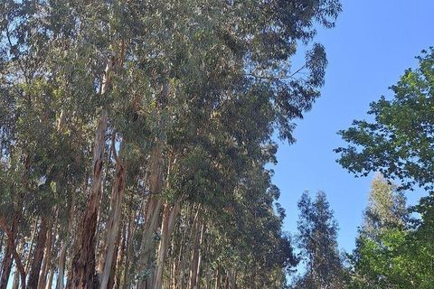 Terra a Penafiel, Porto, Penafiel - € 105.000 | Ref: 863487 - foto 10
