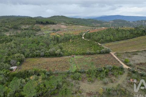 Helårsgrund i Condeixa-a-Nova, Coimbra, Condeixa-a-Nova - € 35.000 | Ref: 856491 - foto 5
