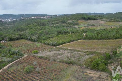 Helårsgrund i Condeixa-a-Nova, Coimbra, Condeixa-a-Nova - € 35.000 | Ref: 856491 - foto 7
