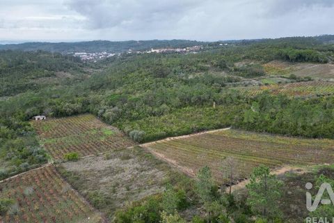 Helårsgrund i Condeixa-a-Nova, Coimbra, Condeixa-a-Nova - € 35.000 | Ref: 856491 - foto 8