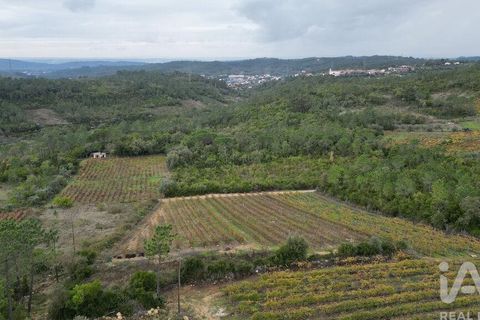 Helårsgrund i Condeixa-a-Nova, Coimbra, Condeixa-a-Nova - € 35.000 | Ref: 856491 - foto 9