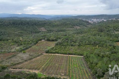 Helårsgrund i Condeixa-a-Nova, Coimbra, Condeixa-a-Nova - € 35.000 | Ref: 856491 - foto 11