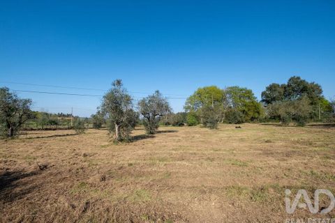 Terra a Santa Comba Dao, Viseu, Santa Comba Dao - € 10.000 | Ref: 861867 - foto 4