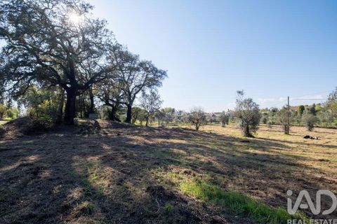 Terra a Santa Comba Dao, Viseu, Santa Comba Dao - € 10.000 | Ref: 861867 - foto 6