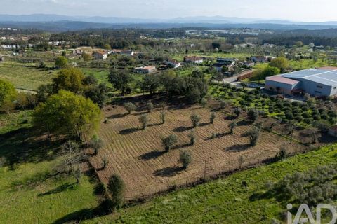 Terra a Santa Comba Dao, Viseu, Santa Comba Dao - € 10.000 | Ref: 861867 - foto 7