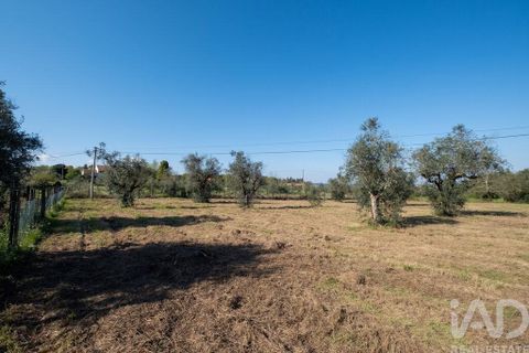 Terra a Santa Comba Dao, Viseu, Santa Comba Dao - € 10.000 | Ref: 861867 - foto 12