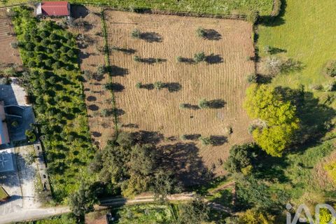 Terra a Santa Comba Dao, Viseu, Santa Comba Dao - € 10.000 | Ref: 861867 - foto 13