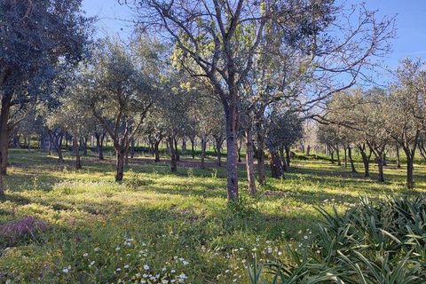 Byhus i Mangualde, Viseu, Mangualde - € 249.000 | Ref: 859978 - foto 12