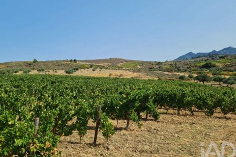 Gård i Vila Flor, Braganca, Vila Flor - € 540 000 | Ref: 858452 - foto 13