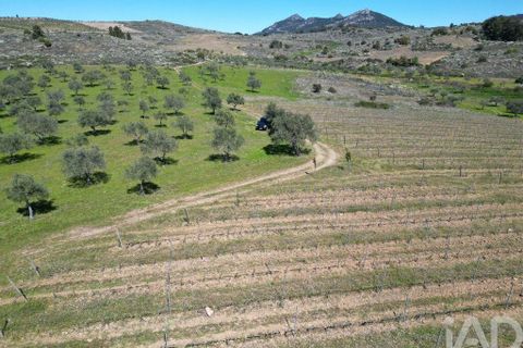 Gård i Vila Flor, Braganca, Vila Flor - € 540 000 | Ref: 858452 - foto 14