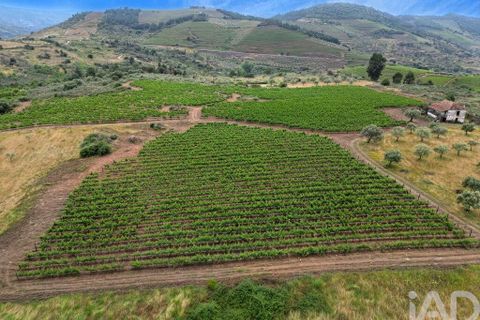 Gård i Vila Flor, Braganca, Vila Flor - € 540 000 | Ref: 858452 - foto 3