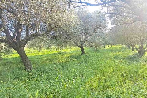 Erhvervsejendom i Narbolia, Oristano, Narbolia - € 16.500 | Ref: MAR201 - foto 2