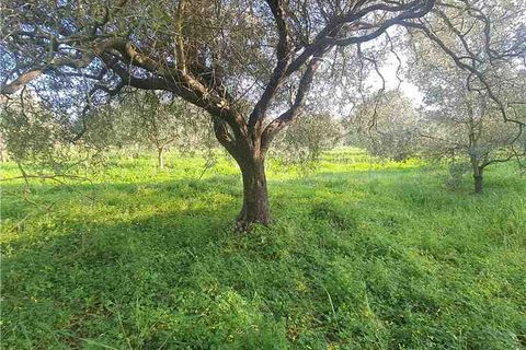 Erhvervsejendom i Narbolia, Oristano, Narbolia - € 16.500 | Ref: MAR201 - foto 4