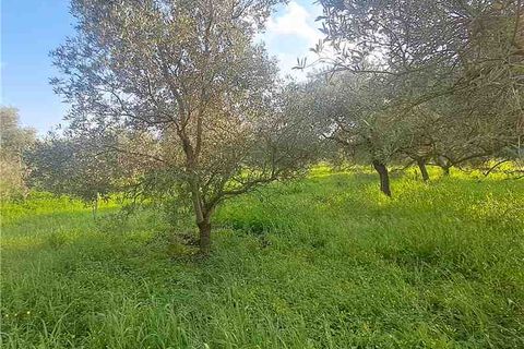 Erhvervsejendom i Narbolia, Oristano, Narbolia - € 16.500 | Ref: MAR201 - foto 5