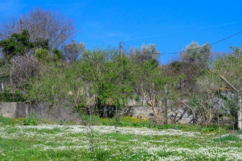 Farm i Tarouca, Viseu, Tarouca - € 990.000 | Ref: LS05584 - foto 29