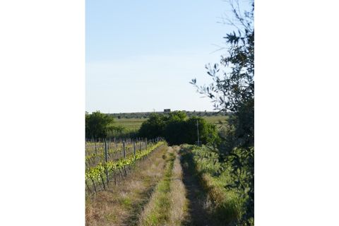 Farm i Cuba, Beja, Cuba - € 850.000 | Ref: GB011 - foto 7