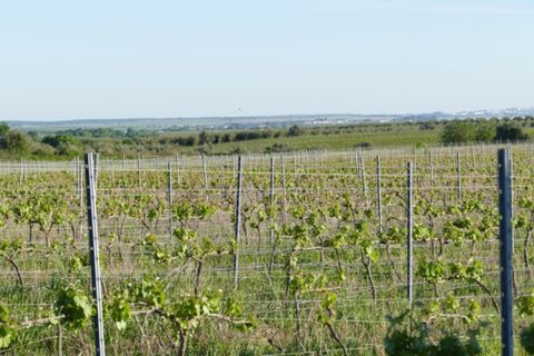 Farm i Cuba, Beja, Cuba - € 850.000 | Ref: GB011 - foto 8