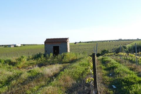 Farm i Cuba, Beja, Cuba - € 850.000 | Ref: GB011 - foto 11