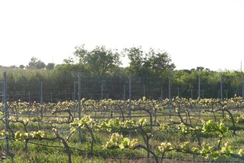 Farm i Cuba, Beja, Cuba - € 850.000 | Ref: GB011 - foto 19