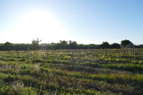 Farm i Cuba, Beja, Cuba - € 850.000 | Ref: GB011 - foto 20