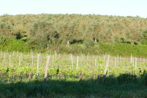 Farm i Cuba, Beja, Cuba - € 850.000 | Ref: GB011 - foto 21