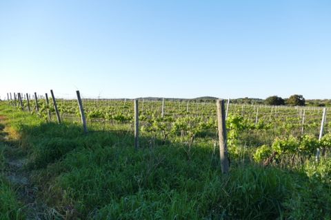 Farm i Cuba, Beja, Cuba - € 850.000 | Ref: GB011 - foto 23