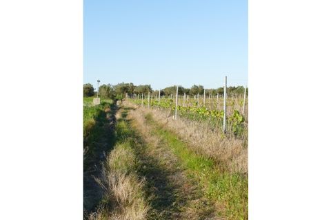 Farm i Cuba, Beja, Cuba - € 850.000 | Ref: GB011 - foto 24