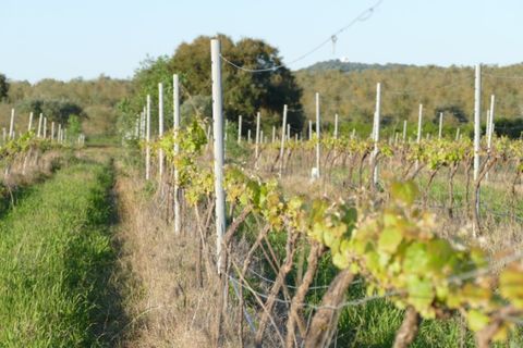 Farm i Cuba, Beja, Cuba - € 850.000 | Ref: GB011 - foto 26