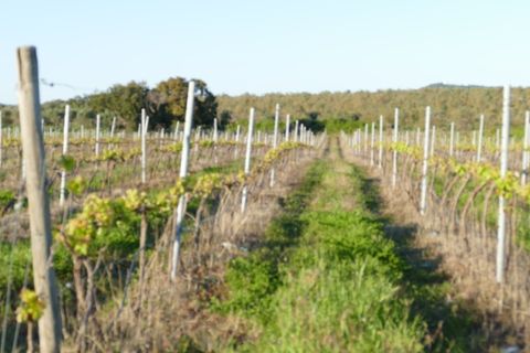 Farm i Cuba, Beja, Cuba - € 850.000 | Ref: GB011 - foto 27