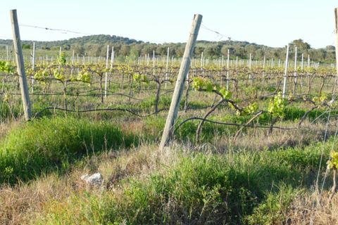 Farm i Cuba, Beja, Cuba - € 850.000 | Ref: GB011 - foto 29