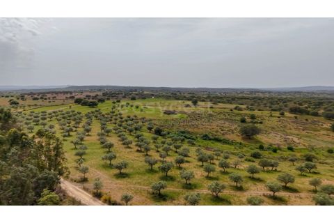 Terra a Rosmaninhal, Castelo Branco, Rosmaninhal - € 920.000 | Ref: LA98961NN - foto 6