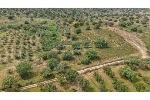 Terra a Rosmaninhal, Castelo Branco, Rosmaninhal - € 920.000 | Ref: LA98961NN - foto 7