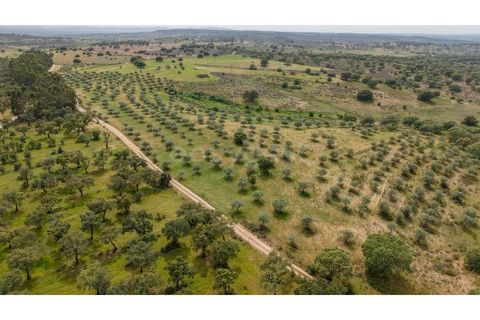 Terra a Rosmaninhal, Castelo Branco, Rosmaninhal - € 920.000 | Ref: LA98961NN - foto 8