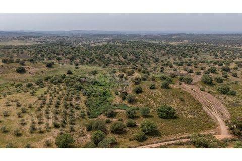 Terra a Rosmaninhal, Castelo Branco, Rosmaninhal - € 920.000 | Ref: LA98961NN - foto 10