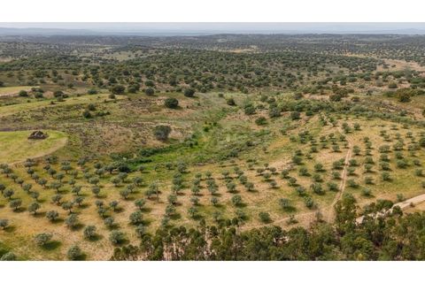 Terra a Rosmaninhal, Castelo Branco, Rosmaninhal - € 920.000 | Ref: LA98961NN - foto 11