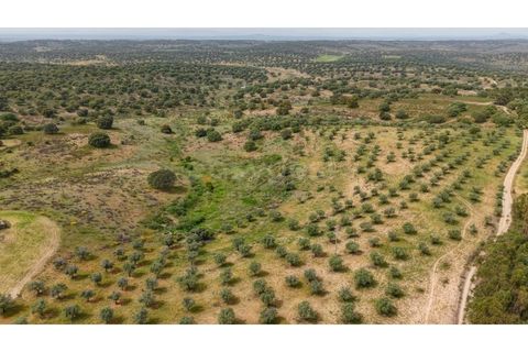 Terra a Rosmaninhal, Castelo Branco, Rosmaninhal - € 920.000 | Ref: LA98961NN - foto 12