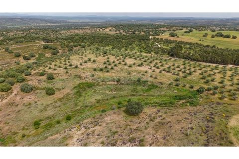 Terra a Rosmaninhal, Castelo Branco, Rosmaninhal - € 920.000 | Ref: LA98961NN - foto 13