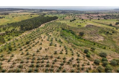 Terra a Rosmaninhal, Castelo Branco, Rosmaninhal - € 920.000 | Ref: LA98961NN - foto 14