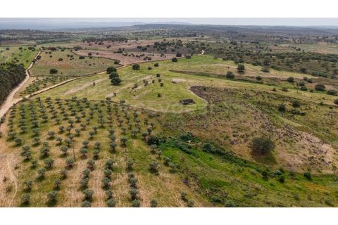 Terra a Rosmaninhal, Castelo Branco, Rosmaninhal - € 920.000 | Ref: LA98961NN - foto 15