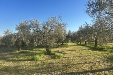 Helårsgrund i Nepi, Viterbo, Nepi - € 83.000 | Ref: Macerata - foto 35