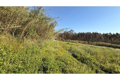 Helårsgrund i Obidos, Leiria, Obidos - € 320.000 | Ref: EL2025552 - foto 14