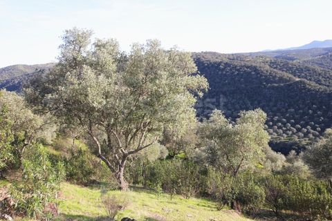 Terra a Rosmaninhal, Castelo Branco, Rosmaninhal - € 365.000 | Ref: LA98920NN - foto 5