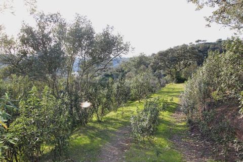 Terra a Rosmaninhal, Castelo Branco, Rosmaninhal - € 365.000 | Ref: LA98920NN - foto 7